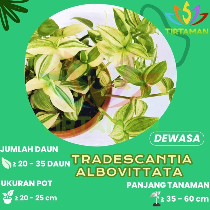 tradescantia fluminensis albovittata