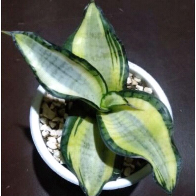 tanaman hias daun golden sansivera wendys