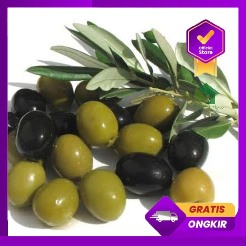 Terlaris Bibit Tanaman Pohon Buah Zaitun-Bibit Buah