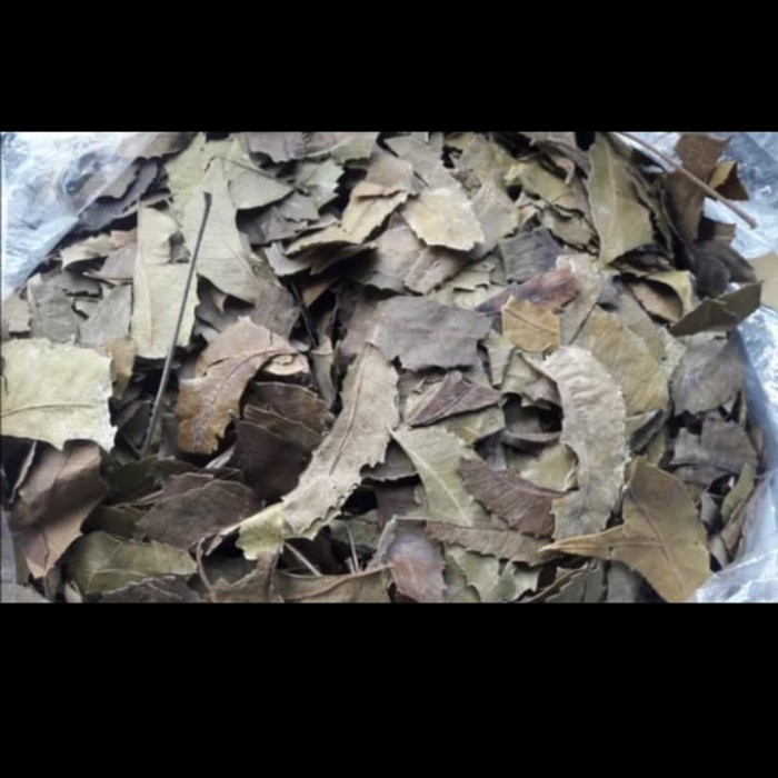 

Daun Mimba Kering / Obat Herbal Alami (1kg)