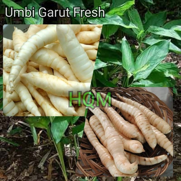 

UMBI GARUT SEGAR / tarigu