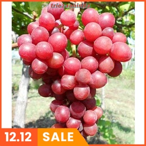 Pupuk Anggur Cepat Berbuah, Pupuk Booster Anggur Organik Cepat Buah