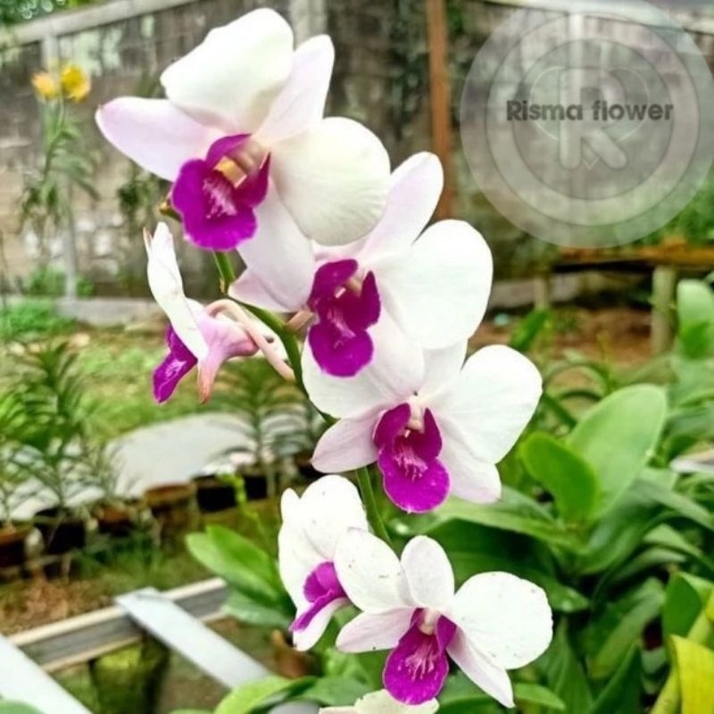BUNGA ANGGREK DENDROBIUM JUMBO DEWASA PUTIH UNGU / POHON ANGGREK DENDROBIUM JUMBO / TANAMAN ANGGREK 