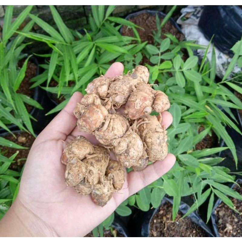 

500GR KENCUR/KENCUR SEGAR/CIKUR/BUMBU MASAK