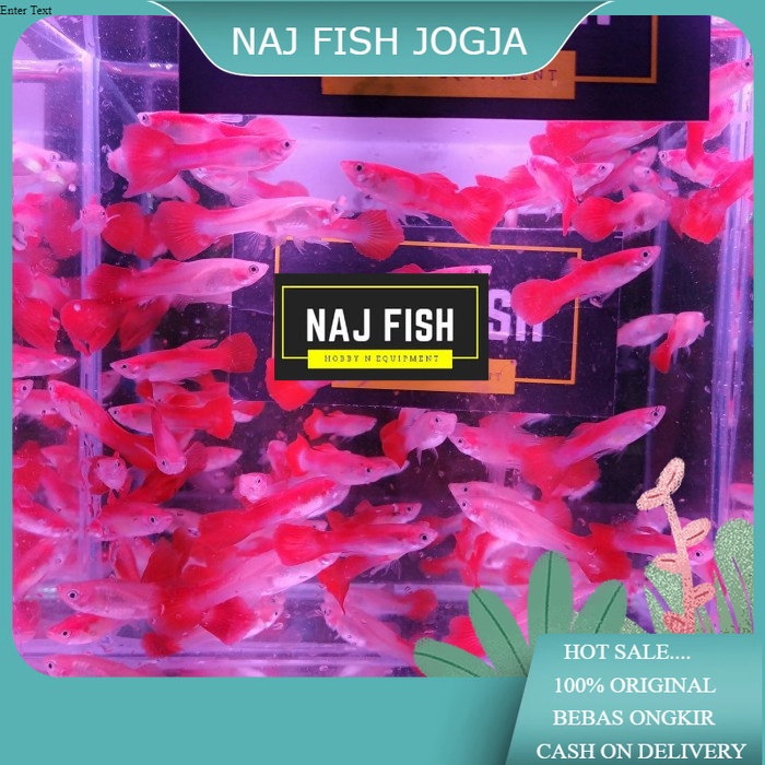 Ikan Guppy Red Blonde Penghias Aquarium Aquascape Gojek Only