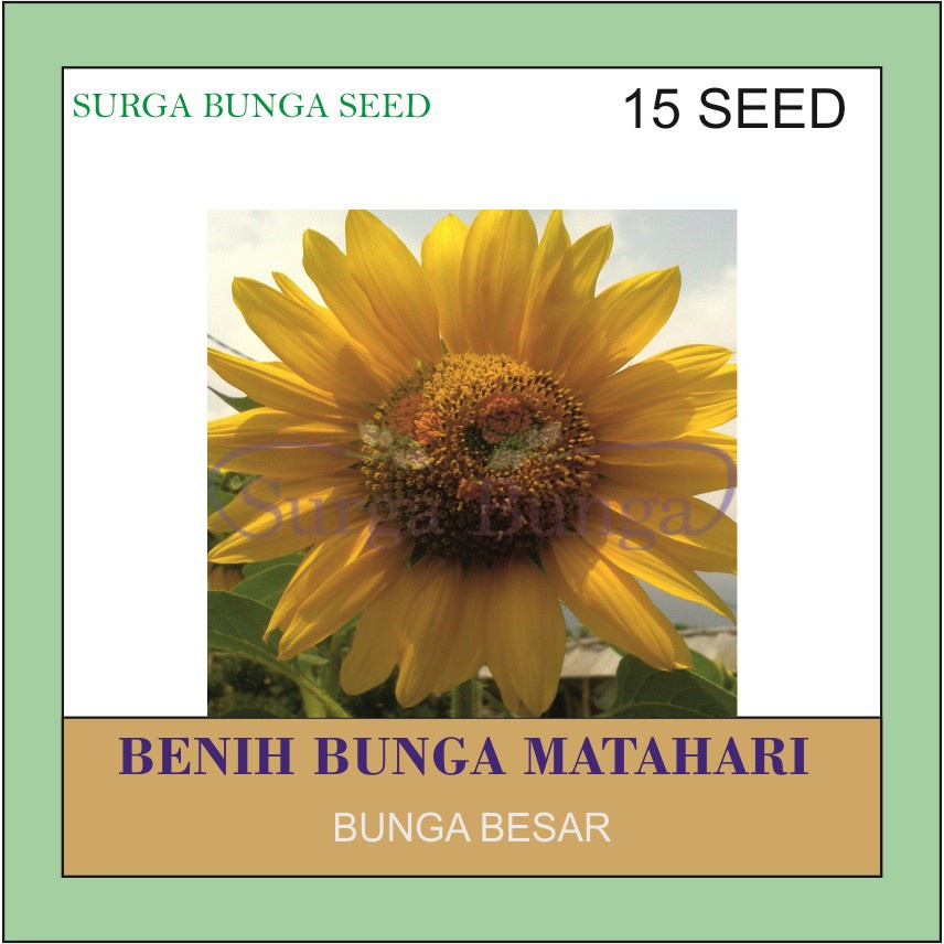 Benih Tanaman Bunga Matahari Besar (Helianthus annuus L.)