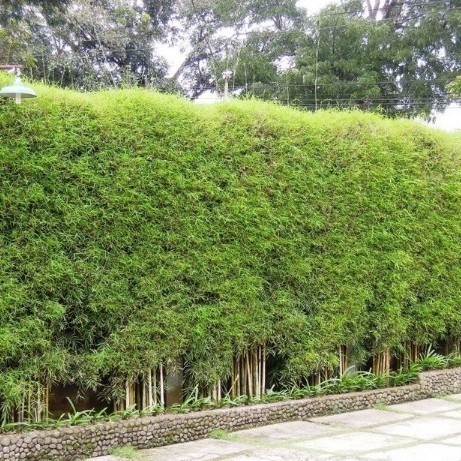 Tanaman hias pohon bambu jepang untuk pagar Silahkan diorder...