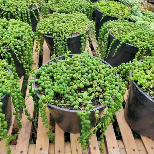 Bibit tanaman hias bunga Sukulen Tasbih berkualitas