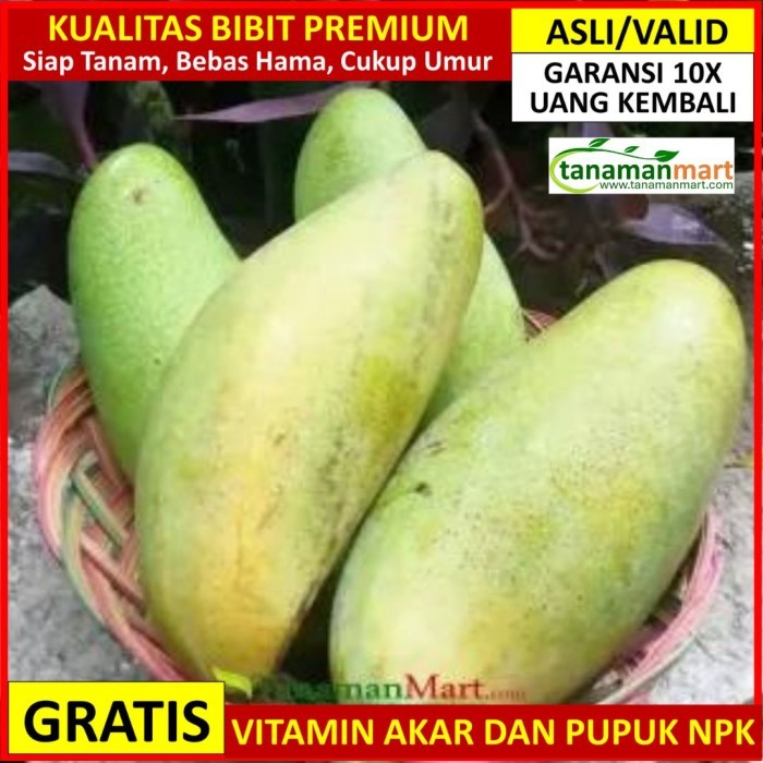 Bibit Mangga Golek India Asli Bergaransi, Pohon Buah Cangkok Valid