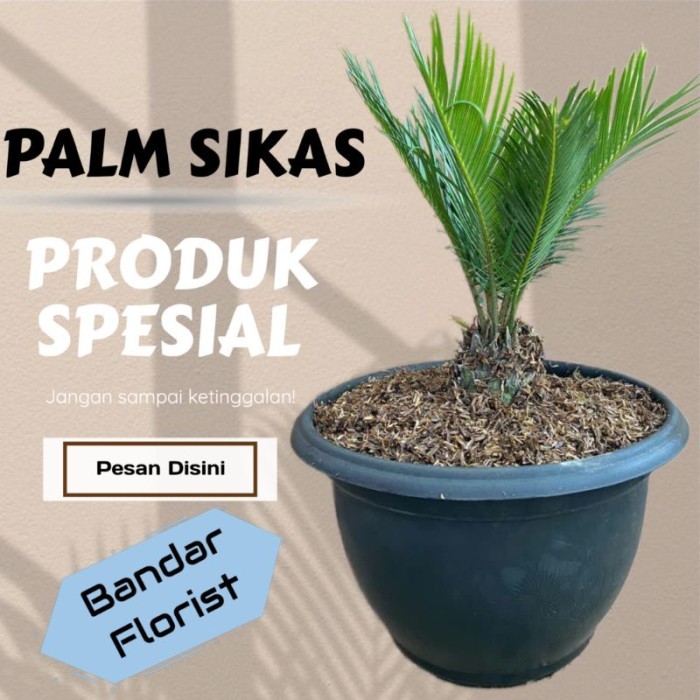 palm sikas/mawar jambe -tanaman hias palm sikas - palm sikas - mawar jambe