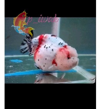 Promo Ikan Mas Koki Ranchu calico / lionchu fancy / lionchu sapi sapi an perlengkapan