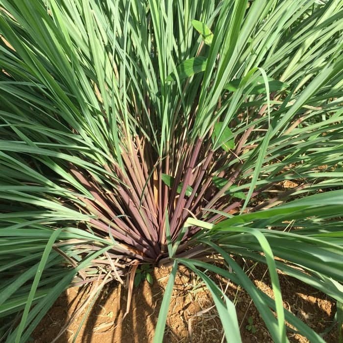 serai wangi serai merah segar 1kg organik siap ambil ....... ......