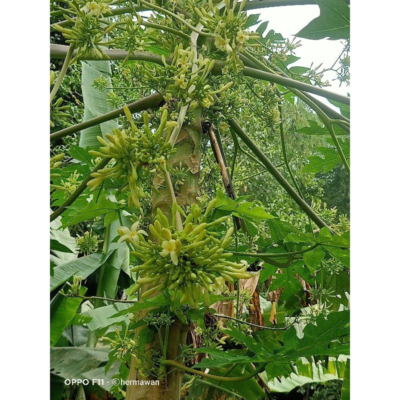 

Bunga Pepaya Jantan Segar 500 gr