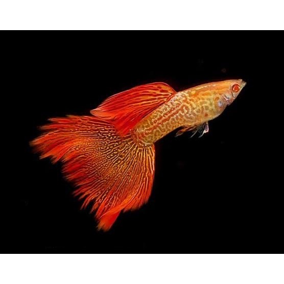 Pakan + Guppy Albino Red Lace
