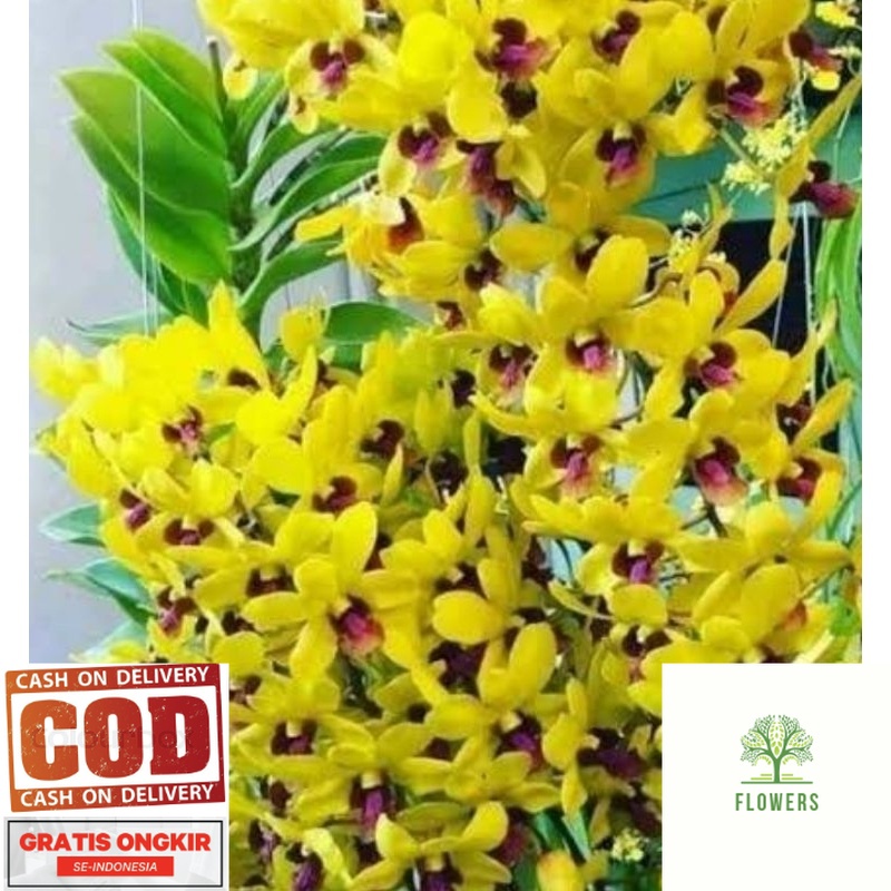 anggrek dendrobium kuning lidah merah dewasa/ spike (BISA COD)