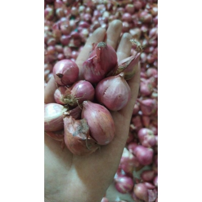 

BAWANG MERAH LOKAL JAWA SUPER 1 KG