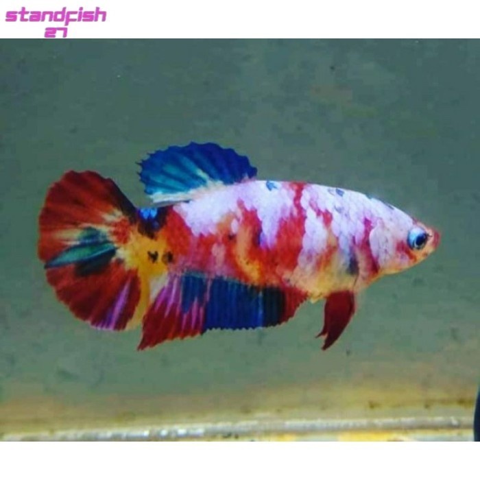 singletank Cupang Giant Betina MultyColor Greed A(Bahan cello proses mutasi)