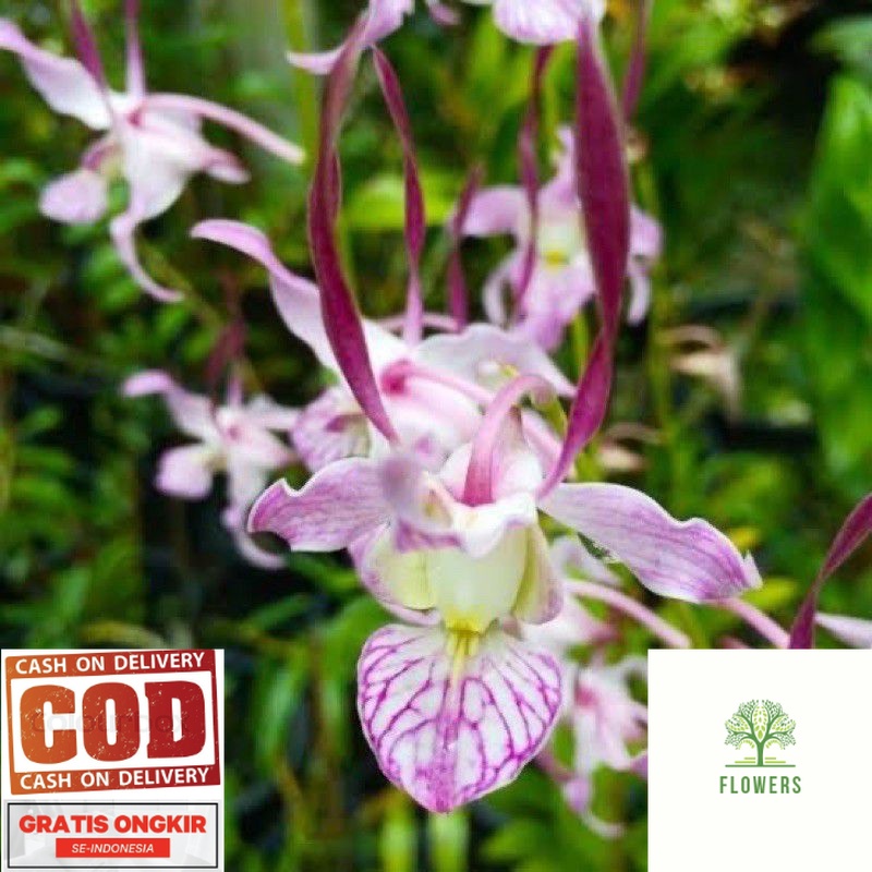 anggrek dendrobium leporinum seedling (BISA COD)