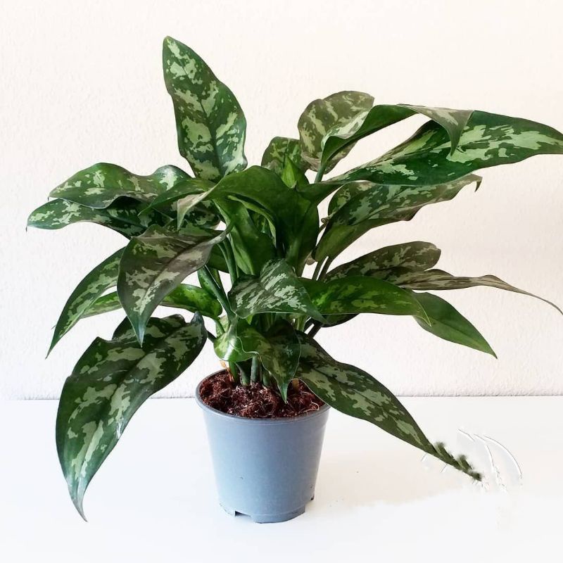 >( BISA COD ) Tanaman Hias Aglonema Srirejeki Army - Blanceng Sri Rejeki Armi / Bunga Hias Aglaonema