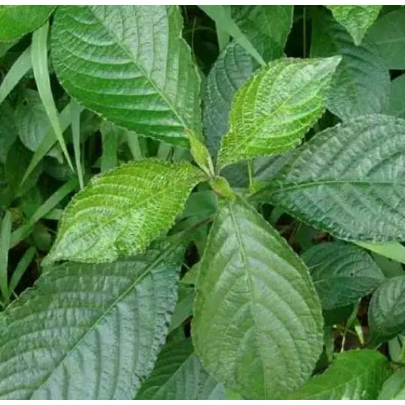 

DAUN KEJI BELING 500 GRAM
