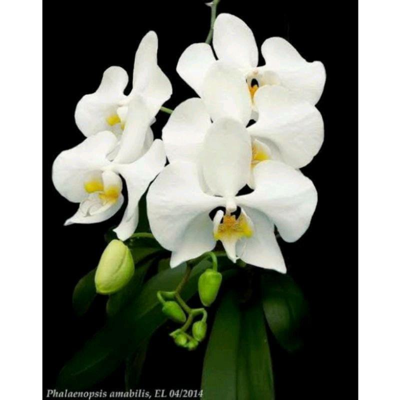 New Promo Anggrek  bulan amabilis remaja