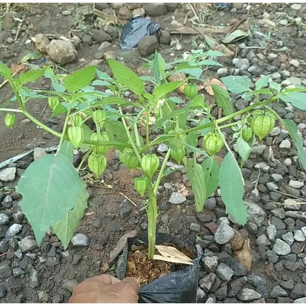 Bibit tanaman buah cecendet ciplukan 250 gram cenenet herbal