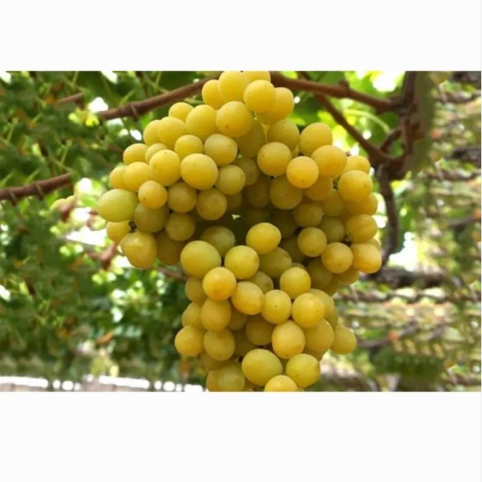 Tanaman Hidup Buah Anggur Cotton Candy