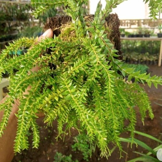 tanaman huperzia/rumpai/huperzia