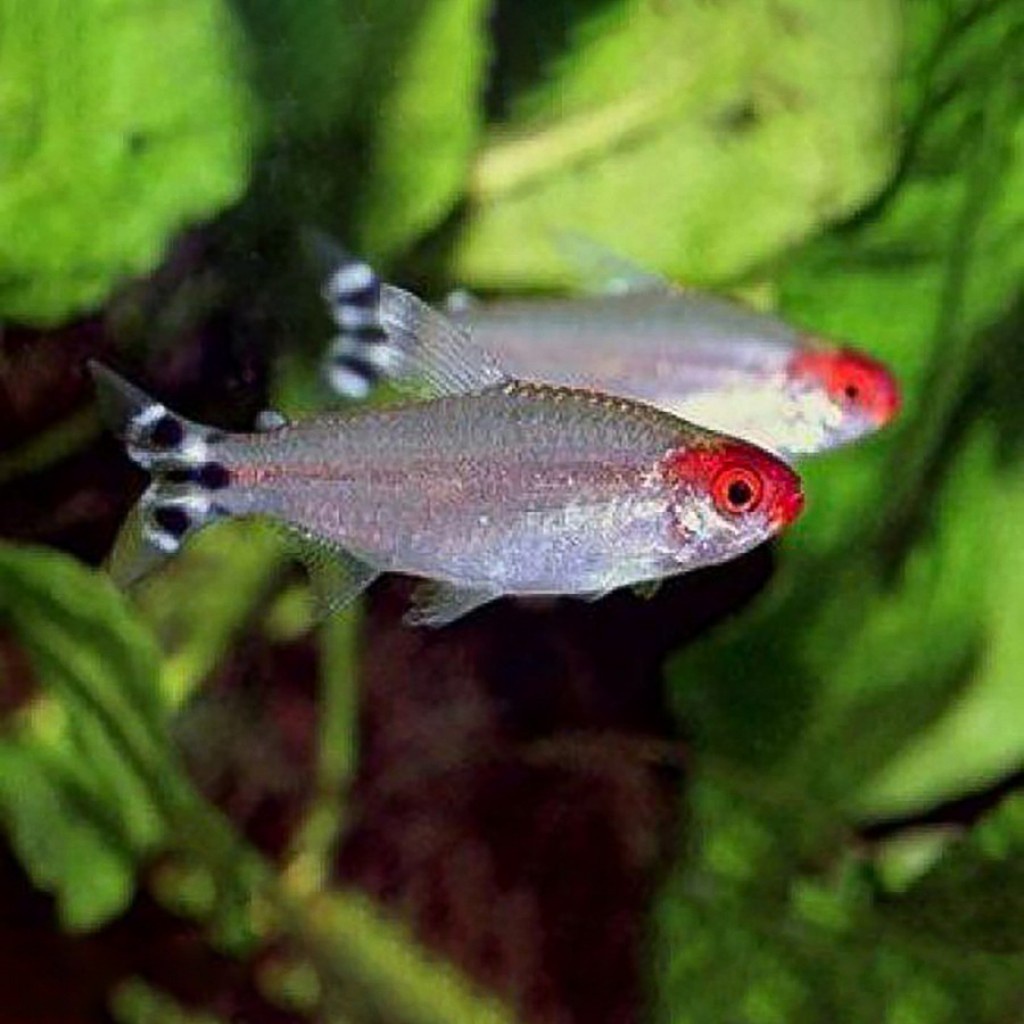 Ikan Red Nose Tetra / Ikan Hias Air Tawar / Ikan Hias Aquascape