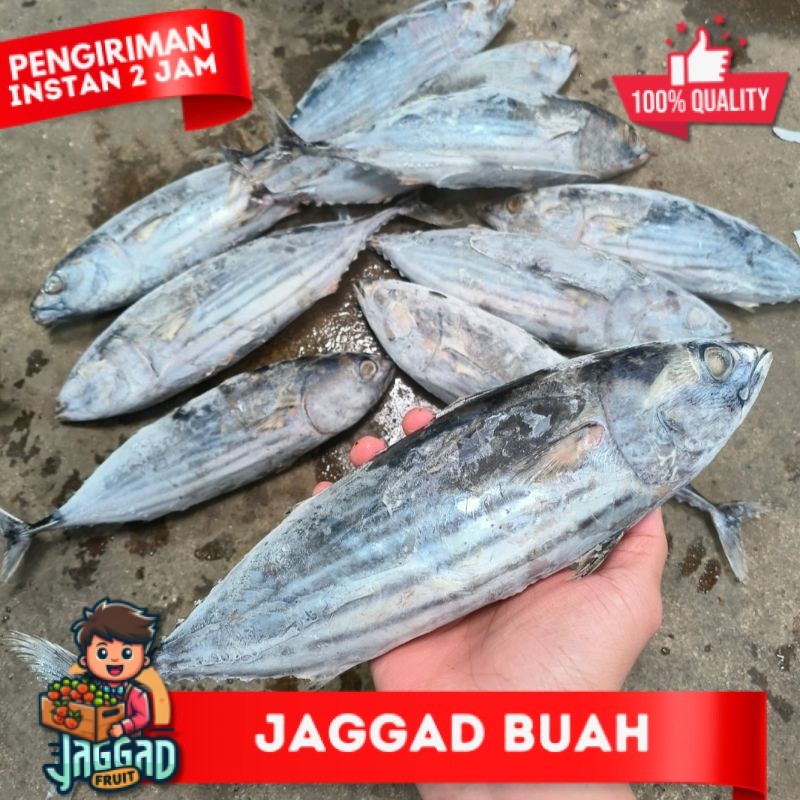 

Ikan Cakalang 1kg JAGGA FRUIT