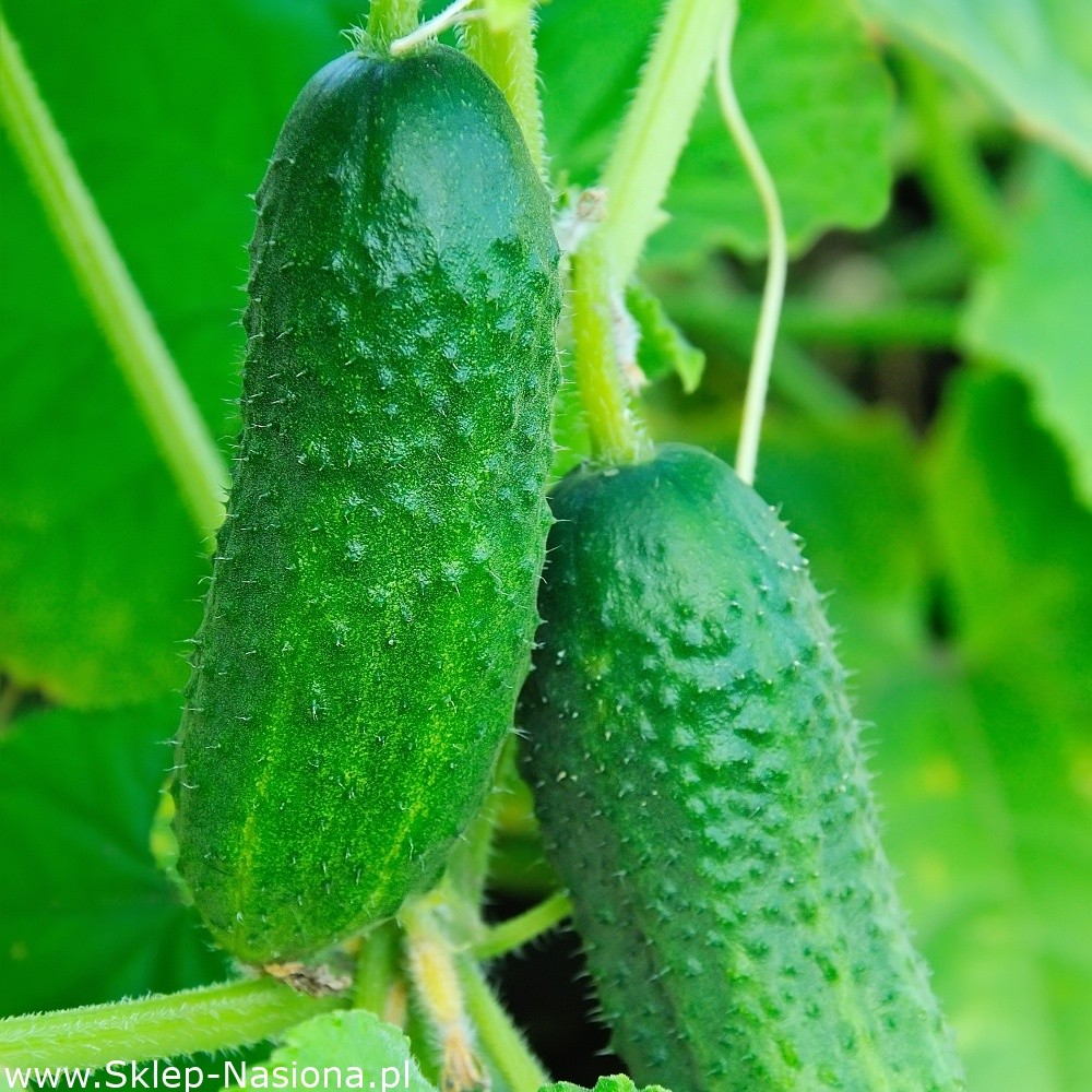 20 Benih Biji Timun Mira Bibit Mentimun Tidak Pahit Pertiwi