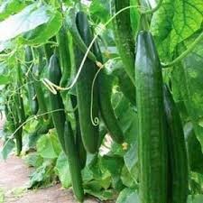 10 Biji  Benih Timun Jepang ROBERTO F1