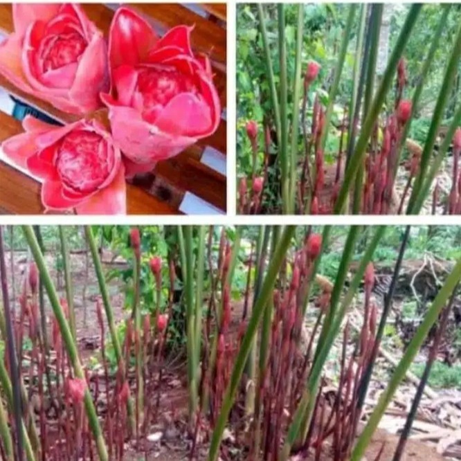 

Bibit bonggol combrang merah siap tanam