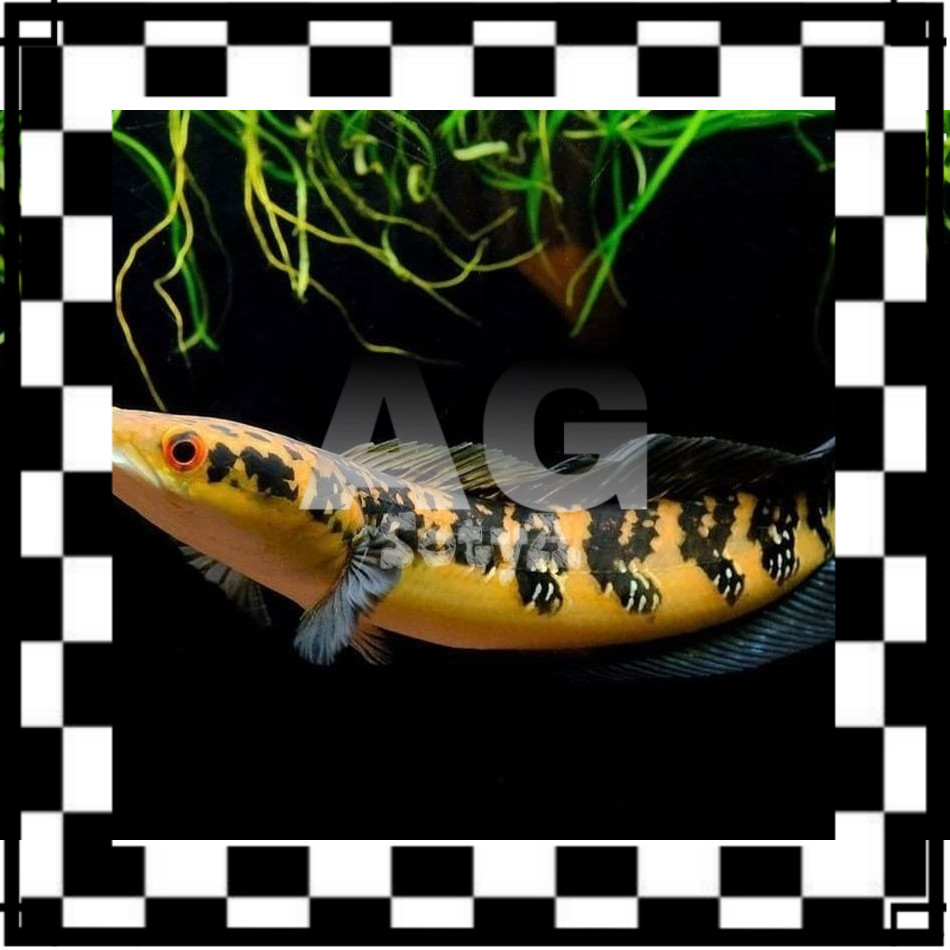 ISI AQUARIUM CHANNA MARU YS 12-14 CM GRADE A FREE SURAT KARANTINA
