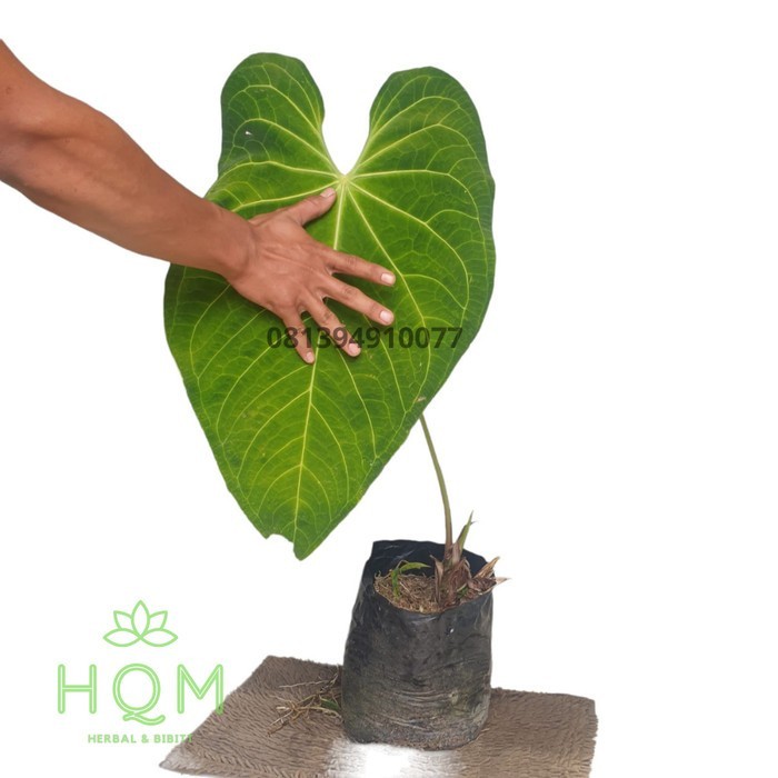 Bonggol Kuping gajah daun jumbo - Anthurium magnificum real pict