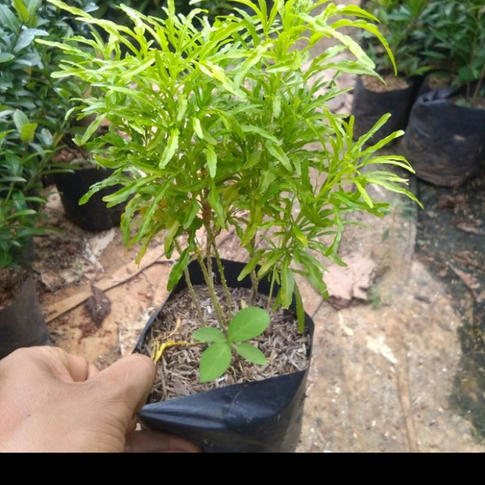 Paket 6 Bibit Tanaman Brokoli Kuning Siap Tanam