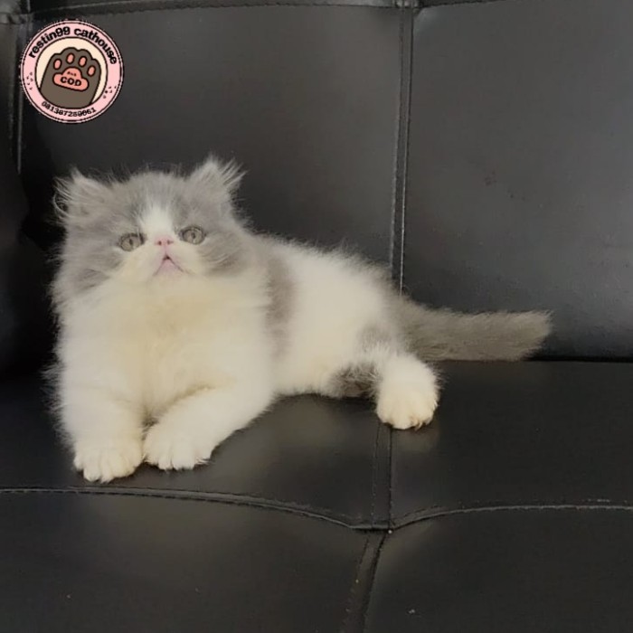 kucing Persia peaknose jantan kitten