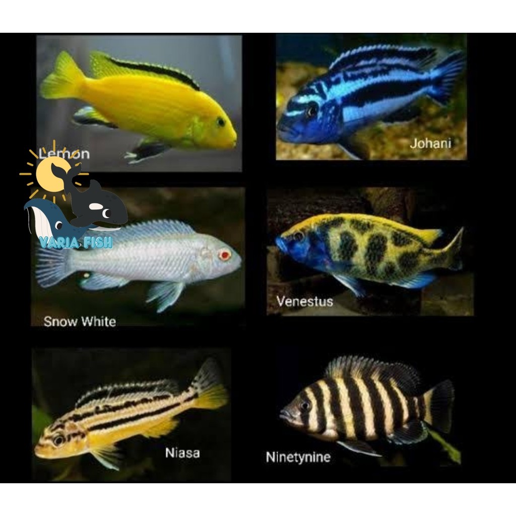 BIG SALE kebutuhan akuarium Ikan Hias Lemon Niasa Snow White Blue Cichlid Aquarium