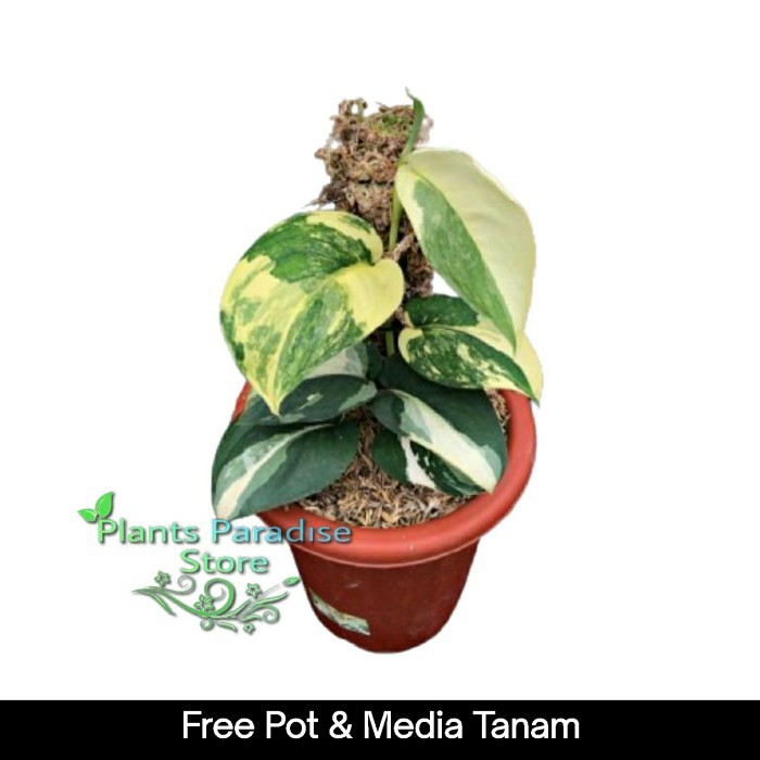 Scindapsus jade satin variegata - tanaman scindapsus jade satin varigata 'albo' / 'marble'