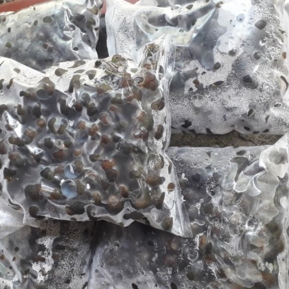 

Produk Terbaru MurMer tutut + bumbu siap masak