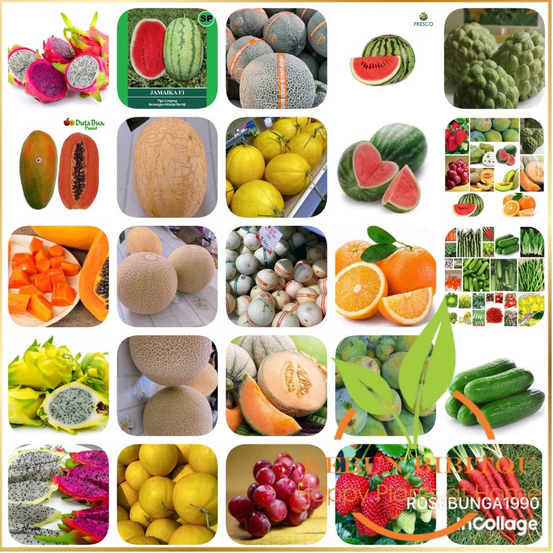 1 BIJI-PAKET LENGKAP-BENIH BUAH DAN SAYUR SEMUA ADA-bibit biji tanaman buah dan sayur komplit Kebun 