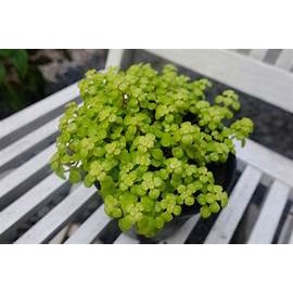 Tanaman Hias Baby Tears (Pilea Depressa) / Mutiara Kuning