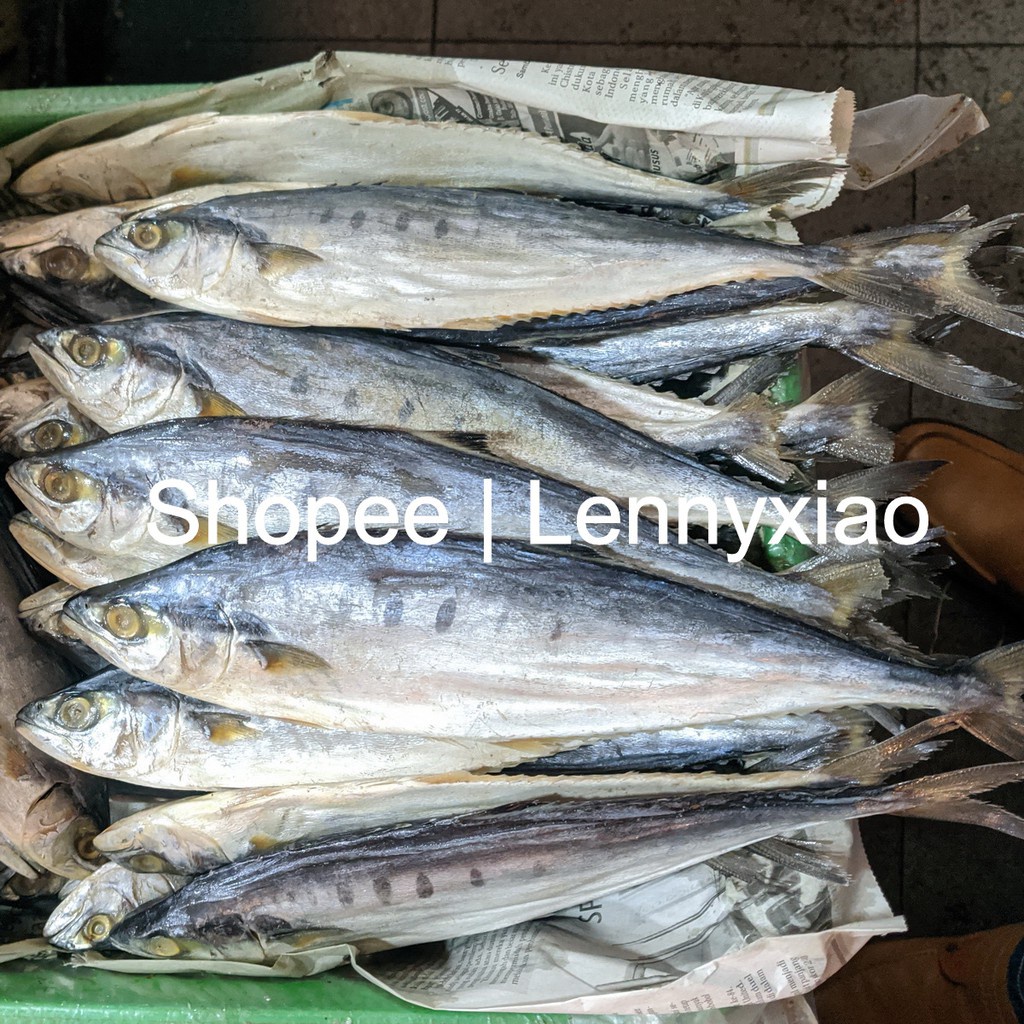 

Anak Ikan Talang Jambal Kecil - Jan Phu Pu Mini - Yan Pou