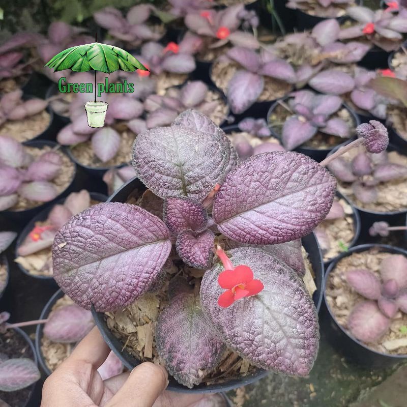 { BISA COD } tanaman episcia strawberry patch episia bunga merah