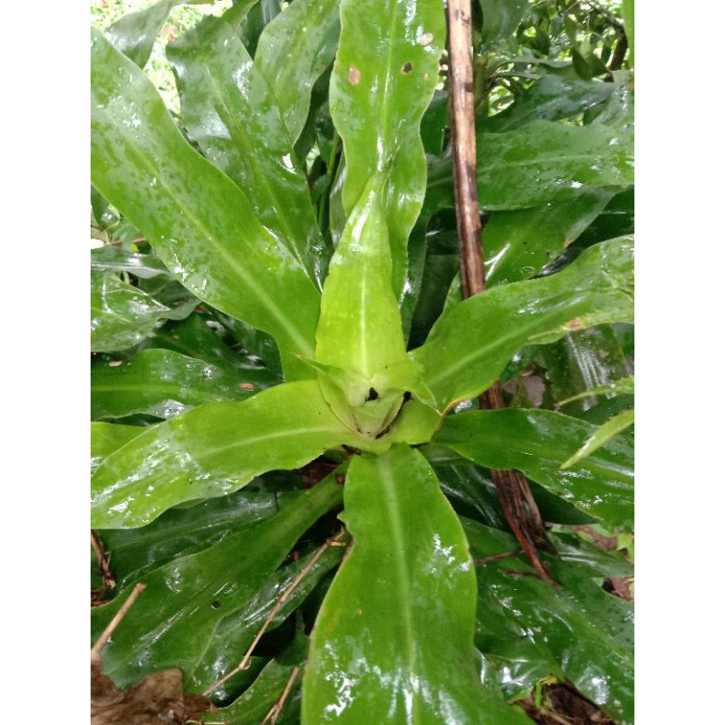 

terbaik daun bakung 200 gram herbal