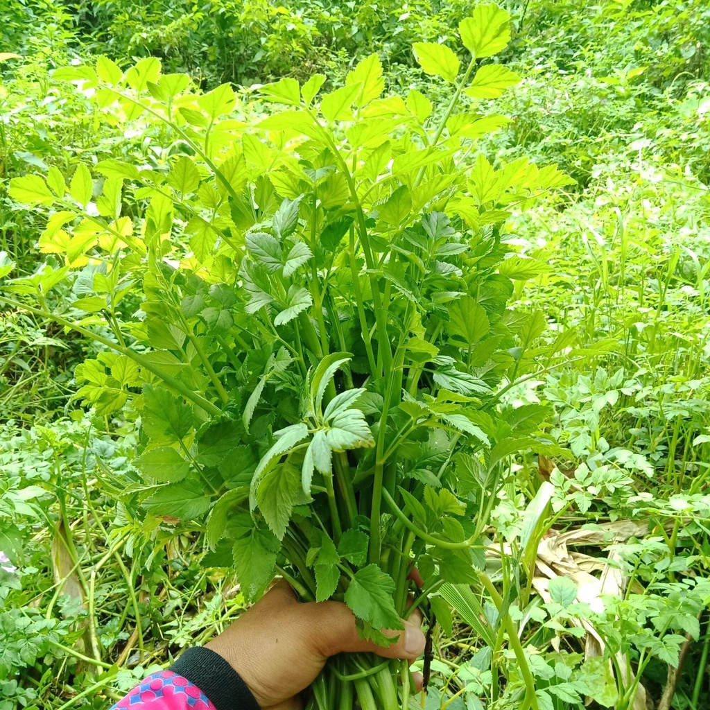 lalapan sayur tespong /lalapan tespong segar /lalapan seladren 500 gram