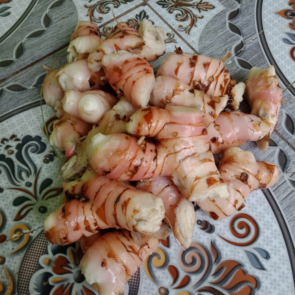 

Rempah rempah lengkuas segar 1kg