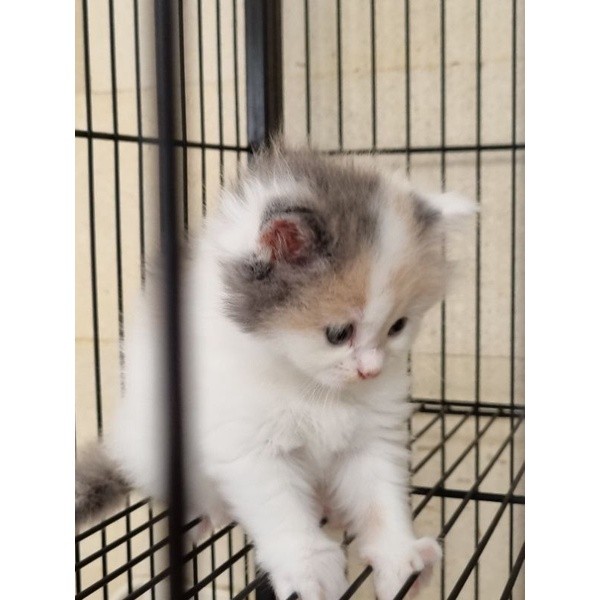 KUCING BRITISH SHORTHAIR RAGDOLL ODD EYES MUNCHKIN SCOTTISH FOLD