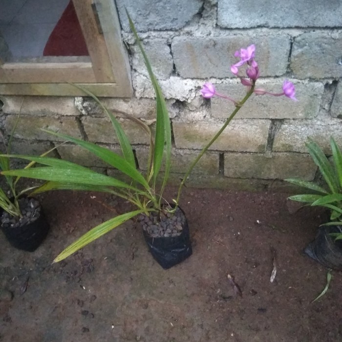 anggrek tanah ungu..