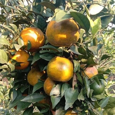 Tanaman Buah Jeruk Keprok Batu Berbuah, Jeruk Keprok Manis Murah